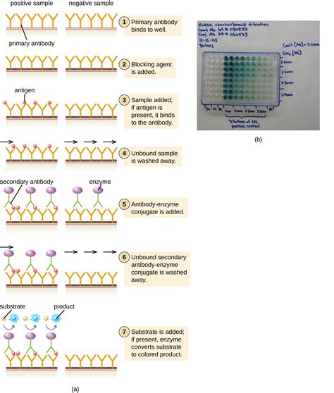 elisa test enzyme|enzyme used in elisa.